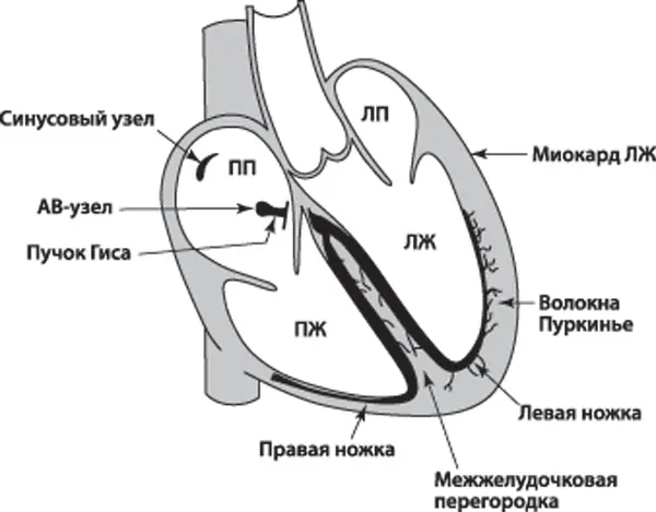 Источником электропитания здорового сердца является синусовый узел который - фото 80
