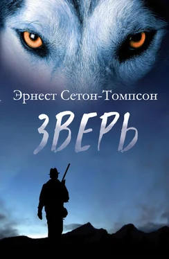 Эрнест Сетон-Томпсон Зверь [сборник] обложка книги