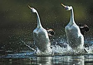 Умеют бегать по воде и птицы поганки Секрет бега по воде известен - фото 11