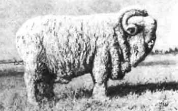 Рис 19 Баран породы советский меринос Высокого класса шерстяной волос - фото 16
