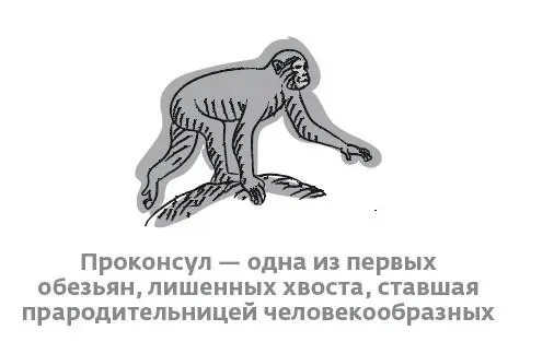 Гоминоиды отличаются и рядом других особенностей строением кистей рук - фото 5