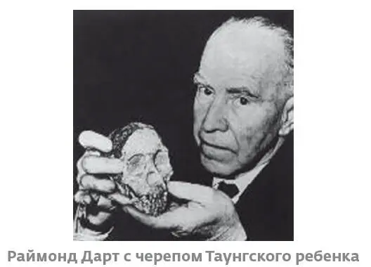 Ископаемая находка представляла собой окаменелый мозг Судя по останкам - фото 7