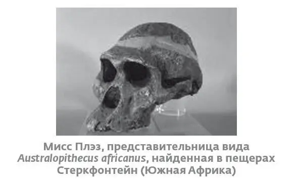 В 1997 году палеоантрополог Рональд Дж Кларк нашел в тех же пещерах - фото 8
