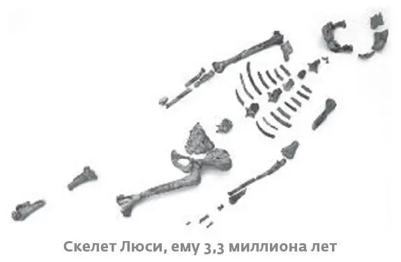 Почти 40 скелета Люси дошло до нашего времени Ее останки сохранились лучше - фото 10
