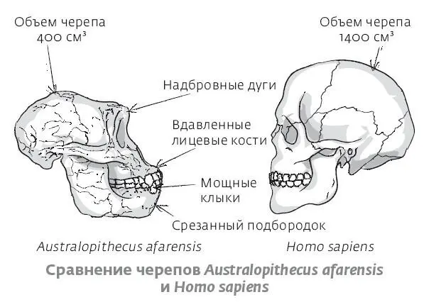 Место вида Australopithecus afarensis в семействе гомининов долгое время было - фото 11