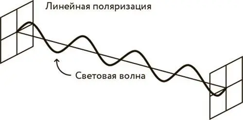 Схема линейной и круговой поляризации Все живые существа воспринимают мир - фото 16