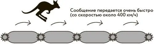 Нормальный нерв миелиновая оболочка не повреждена Клетки Шванна отвечают за - фото 21