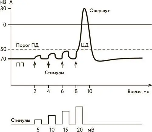Возбуждение нервной клетки при преодолении порога ПД Почему клетка возбудилась - фото 29