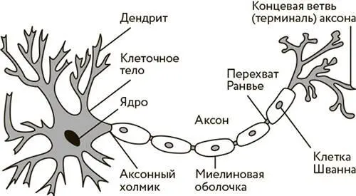 Строение нейрона Посмотрим на нейрон главную клетку нашего мозга Именно эти - фото 19