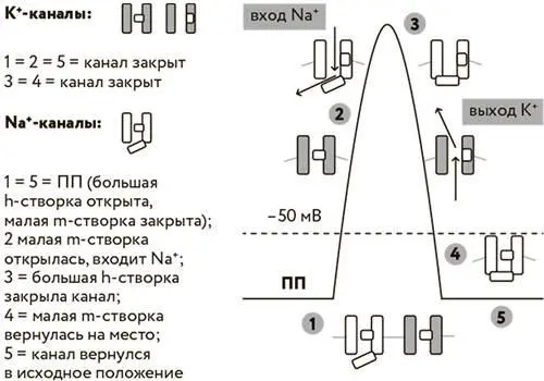 Полный механизм работы нервной клетки при ее возбуждении Клетка получает - фото 32
