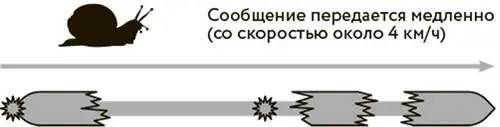Поврежденный нерв миелиновая оболочка повреждена или разрушена Напомню что - фото 22