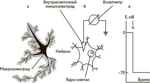 Схема изучения внутреннего заряда нейрона с помощью микроэлектрода Как ученые - фото 24