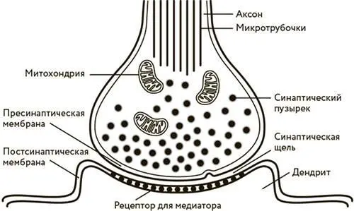 Строение синапса Синапс состоит из трех главных частей аксона передающего - фото 33