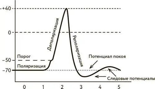 Деполяризация и реполяризация нервной клетки Разберемся что происходит с - фото 30