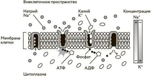 Работа натрийкалиевого насоса Пока клетка жива на ее мембранах работает так - фото 25