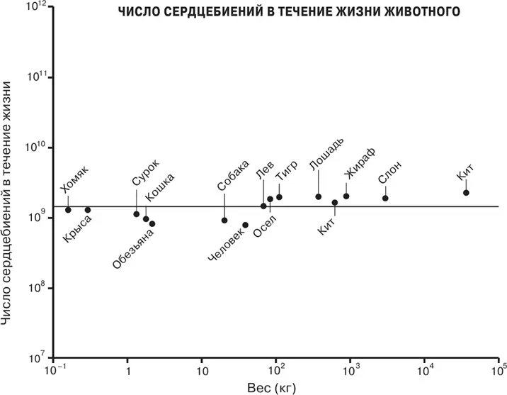 Масштаб Универсальные законы роста инноваций устойчивости и темпов жизни организмов городов экономических систем и компаний - фото 2
