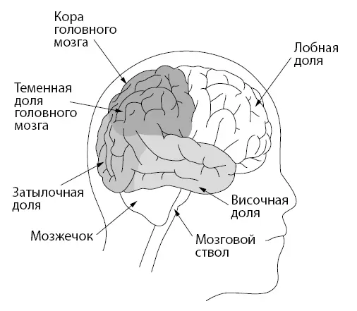 Нейроны очаровательны Они похожи на деревья со стволом аксоном и ветвями - фото 2