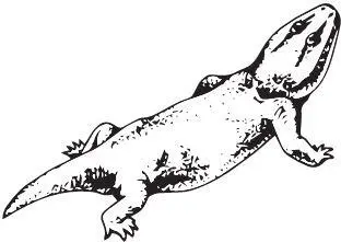 Rhynchosaurus articeps Примечательна география ринхозавров гиперодапедон - фото 23