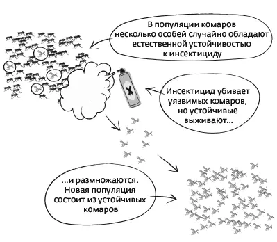 Отбор подвида комаров устойчивых к инсектициду Эта эволюция была - фото 8