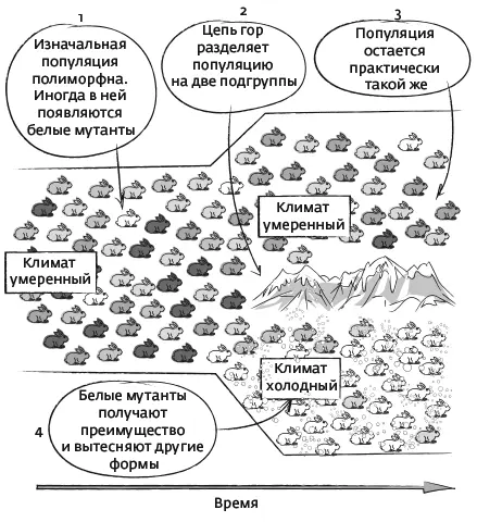 Классическая модель видообразования появления двух видов из одного - фото 11