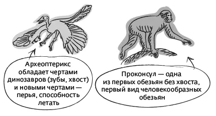 Реконструкция археоптерикса и проконсула Деревья построенные по этому - фото 15