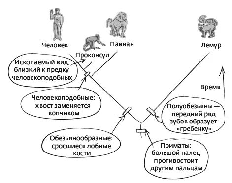 Филогенетическое древо позвоночных Итак современные деревья основаны на - фото 17