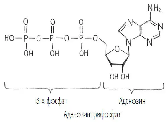 Аденозинтрифосфат это единица энергии нашего организма сокращенно АТФ Но - фото 38