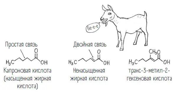 Органическая химия связана с интенсивными запахами Наичудеснейшие - фото 51
