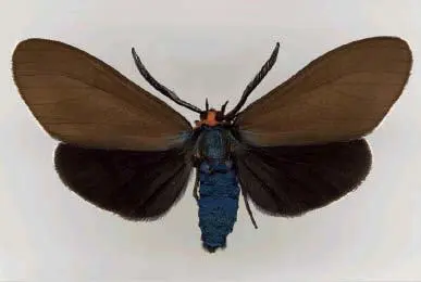 37 Джозеф ШирCtenucha Virginica медведицактенуча 2001 38 Джозеф - фото 44
