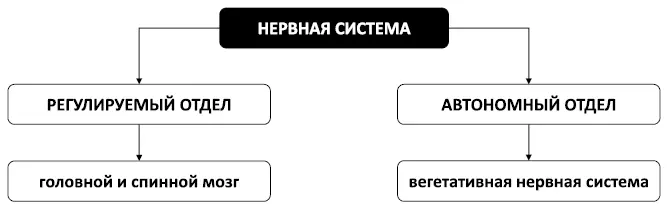 Рис 12 Отделы нервной системы Вегетативная нервная система Автономный отдел - фото 19