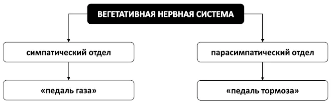 Рис 13 Отделы вегетативной нервной системы Однако иногда вегетативная нервная - фото 20