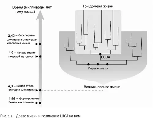Продолжим рассматривать эти два интереснейших графика На обоих наш LUCA - фото 4
