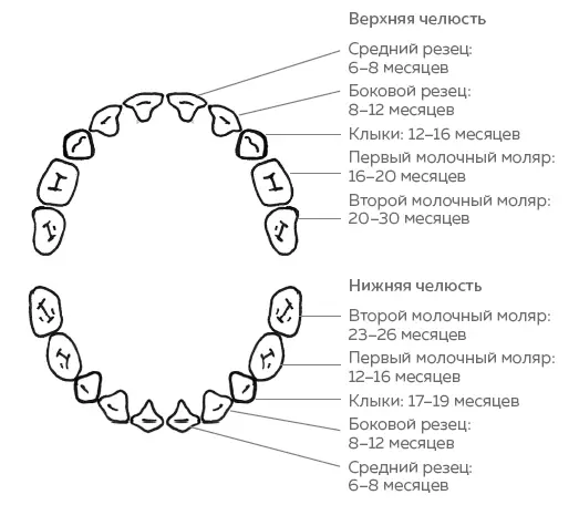 Сначала появляются центральные резцы потом боковые потом первые моляры клыки - фото 2