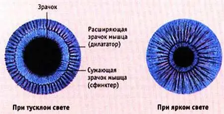 Расширение и сокращение Сокращение и расширение зрачка происходит благодаря - фото 6