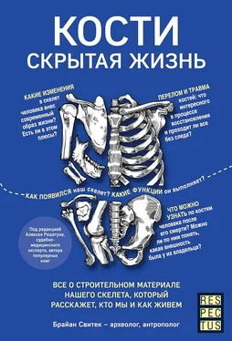 Брайан Свитек Кости: скрытая жизнь [Все о строительном материале нашего скелета, который расскажет, кто мы и как живем] обложка книги