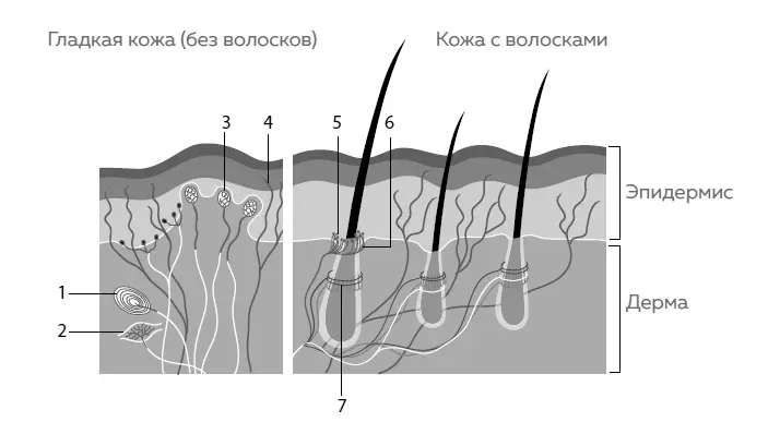 Кожная сенситивная иннервация организация сенсорных рецепторов кожи 1 - фото 2