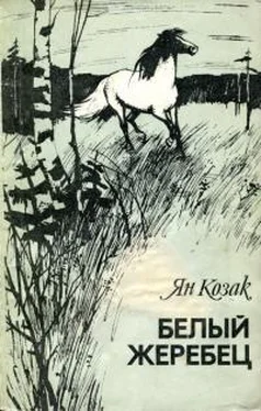 Ян Козак Белый жеребец обложка книги