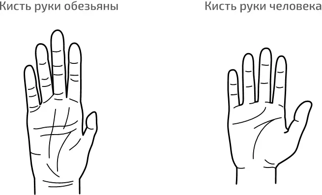 Слева кисть руки шимпанзе отличие от человеческой руки наглядно Большой - фото 16