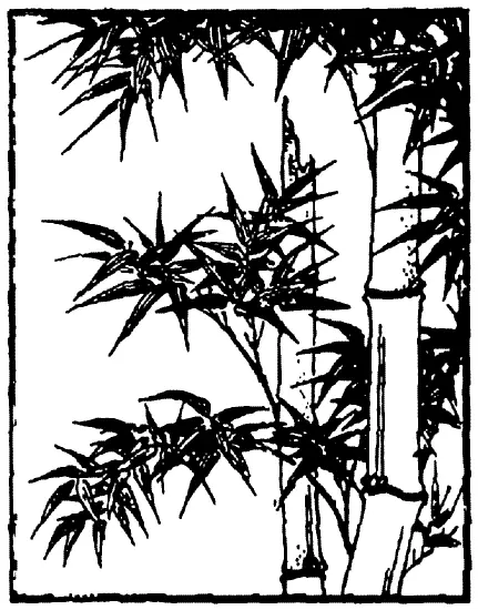 Бамбук растение священное В Японии есть синтоистские святилища в которых - фото 16