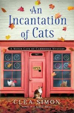 Клеа Саймон An Incantation Of Cats обложка книги