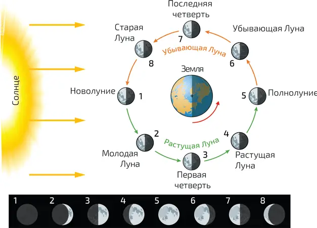 5 Фазы Луны Для наблюдателя на Земле освещенная часть небесного тела зависит - фото 66