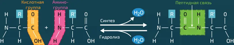 Две аминокислоты могут быть объединены реакцией синтеза аминогруппа одной - фото 234