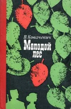 Велько Ковачевич Молодой лес обложка книги