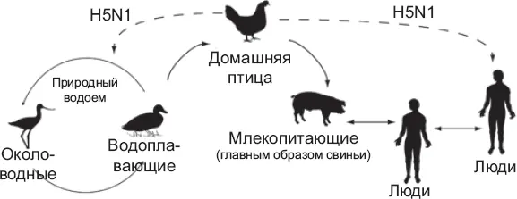 Рис 4Роль домашней птицы в развитии пандемии гриппа приводится с разрешения - фото 10