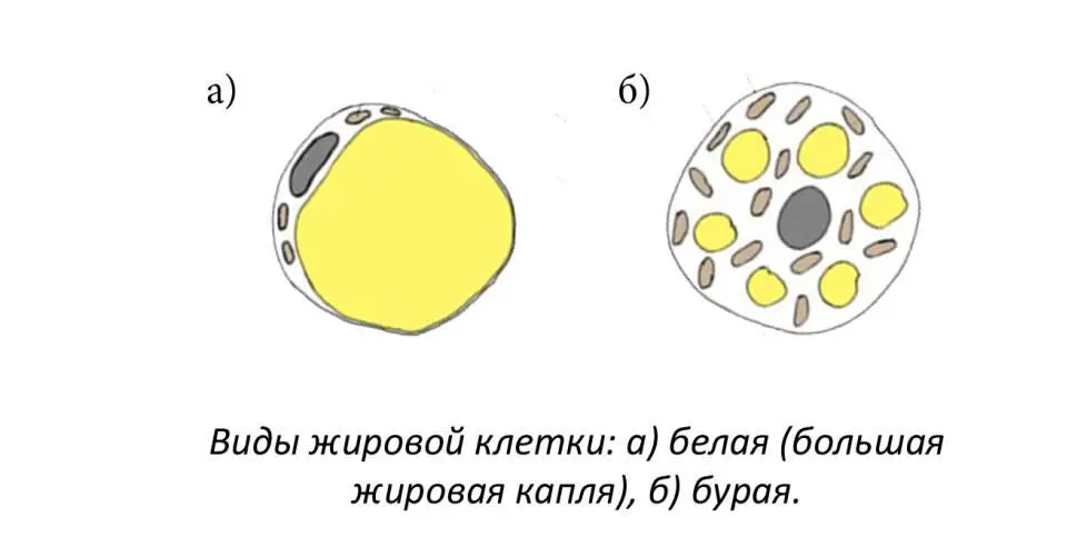 У взрослых бурых жировых клеток меньше чем у детей поэтому похудеть с - фото 1