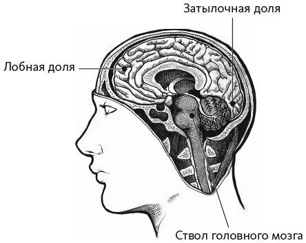 Гиппокамп парная структура притаившаяся в основании височной доли Название - фото 2
