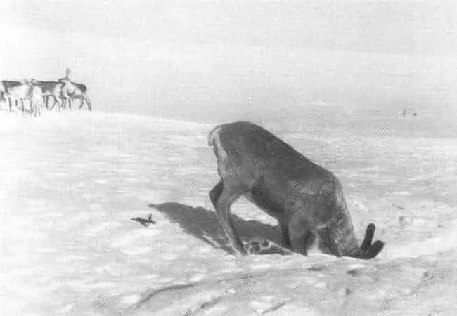 Оленю нелегко добывать ягель Первая высота Первое знакомство - фото 6