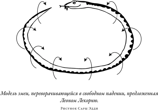 Модель Лекорню не была воспринята как серьезное описание движения змеи хотя мы - фото 25