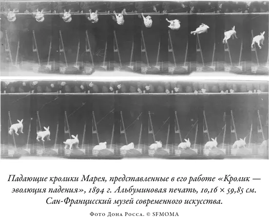 Откровения связанные с падающей кошкой дополнительно укрепили славу Марея - фото 26