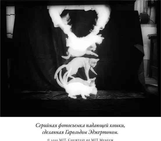 Язык кошки скрывает в себе еще больше сюрпризов Все хозяева кошек знакомы с - фото 55
